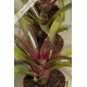 Neoregelia Eiza