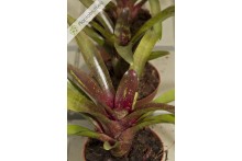 Neoregelia Eliza