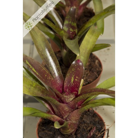 Neoregelia Eiza