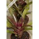 Neoregelia Eliza