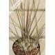 Tillandsia disticha