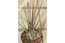 Tillandsia disticha