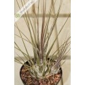 Tillandsia disticha