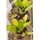 Neoregelia amandae