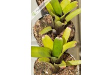 Neoregelia amandae