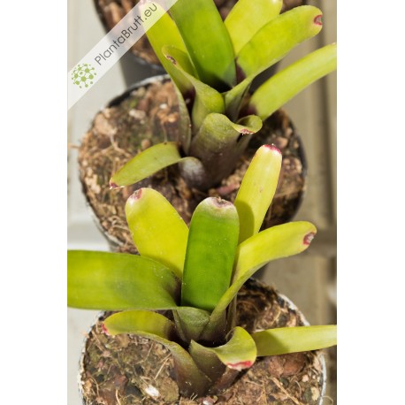 Neoregelia amandae