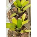 Neoregelia amandae