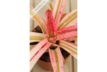 Neoregelia Iphigenie