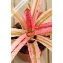 Neoregelia Iphigenie