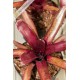 Neoregelia Amazon