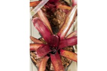 Neoregelia Amazon