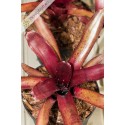 Neoregelia Amazon