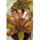 Neoregelia rubrifolia Hybrid