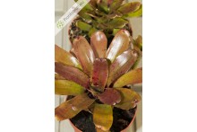 Neoregelia rubrifolia Hybrid