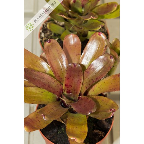 Neoregelia rubrifolia Hybrid