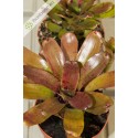 Neoregelia rubrifolia Hybrid