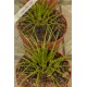 Vriesea correira araujoi