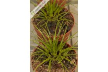 Vriesea correia araujoi