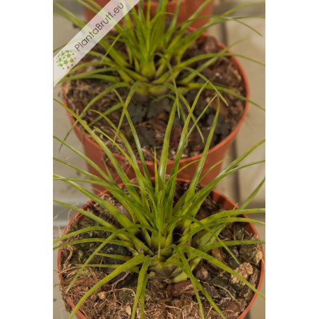 Vriesea correira araujoi