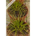 Vriesea correia araujoi