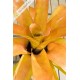 Aechmea blanchetiana