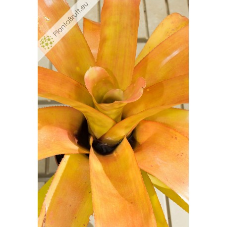 Aechmea blanchetiana