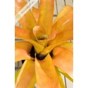 Aechmea blanchetiana
