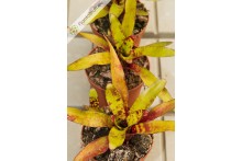 Neoregelia Lilipooh