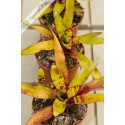 Neoregelia Lilipooh