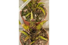 Neoregelia Ounce of Purple