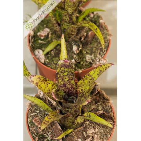 Neoregelia Ounce of Purple
