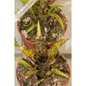 Neoregelia Ounce of Purple