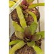 Neoregelia Bric a Brac