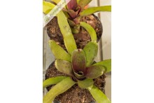Neoregelia Bric a Brac