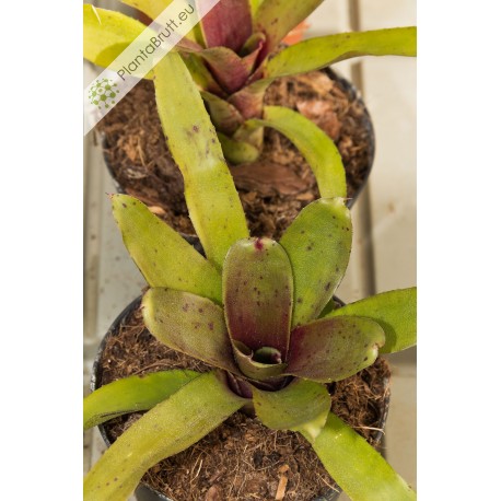 Neoregelia Bric a Brac