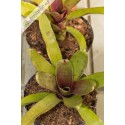 Neoregelia Bric a Brac